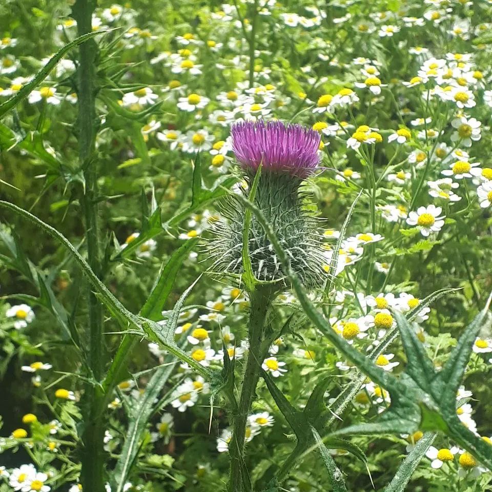 Schnipp Schnapp Distel ab