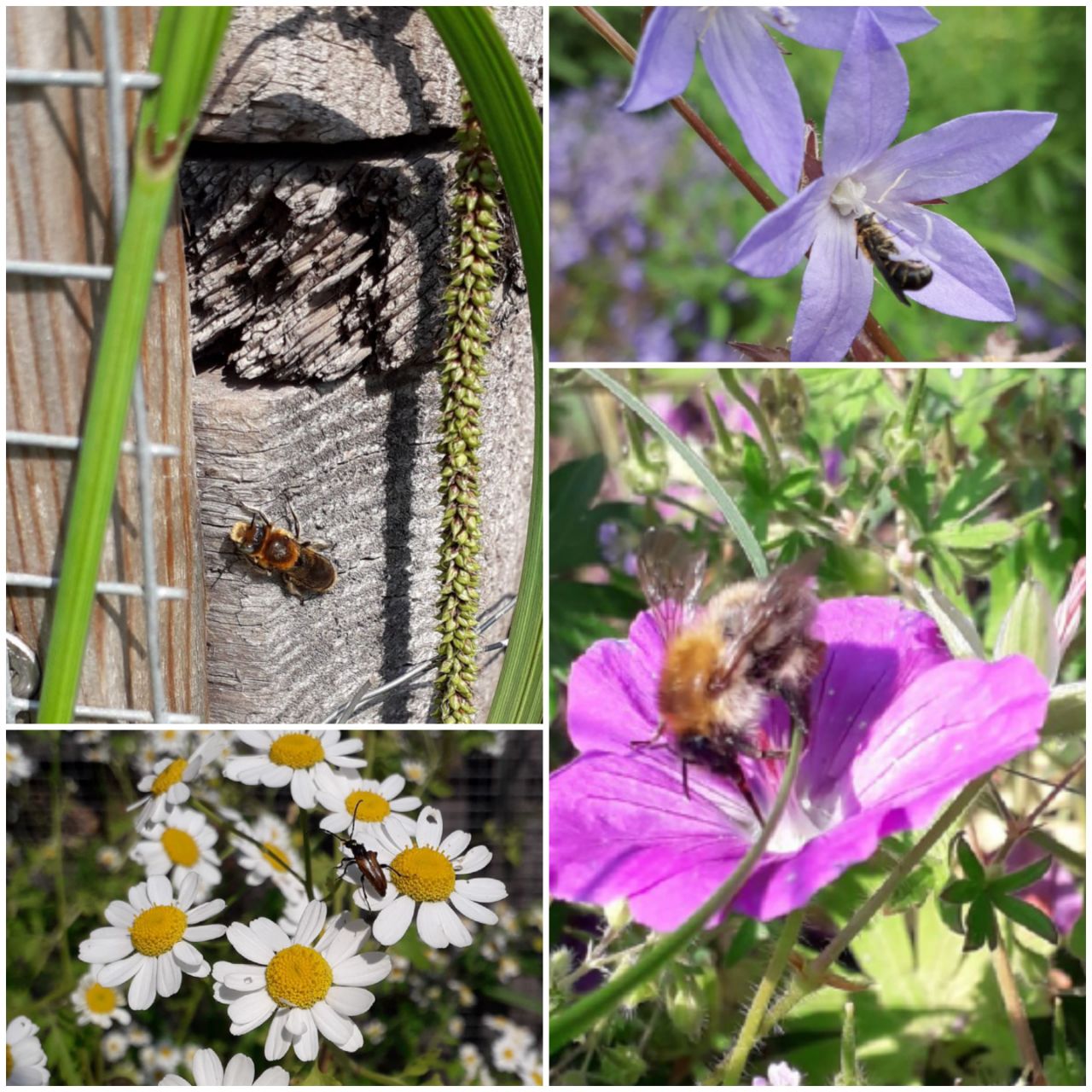 NABU Insektensommer am Dreiecksbeet