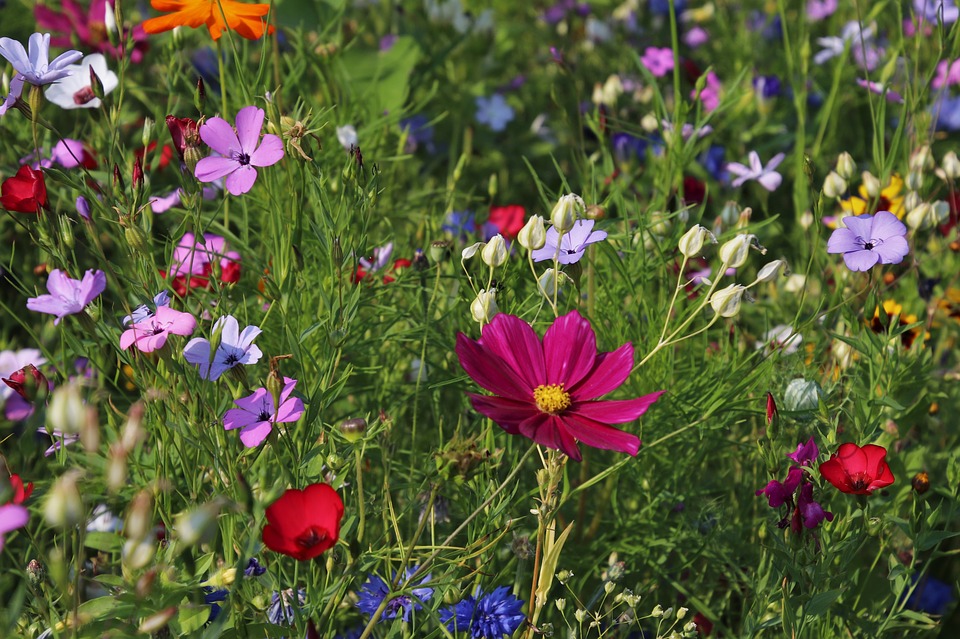 Stadt-Spaziergang am 12. November 2019 für das Projekt „Wildblumen“